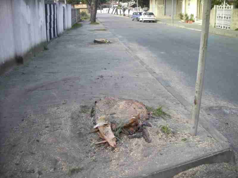 Gioia: Tagliati tre pini marittimi sulla Giovanni XXIII