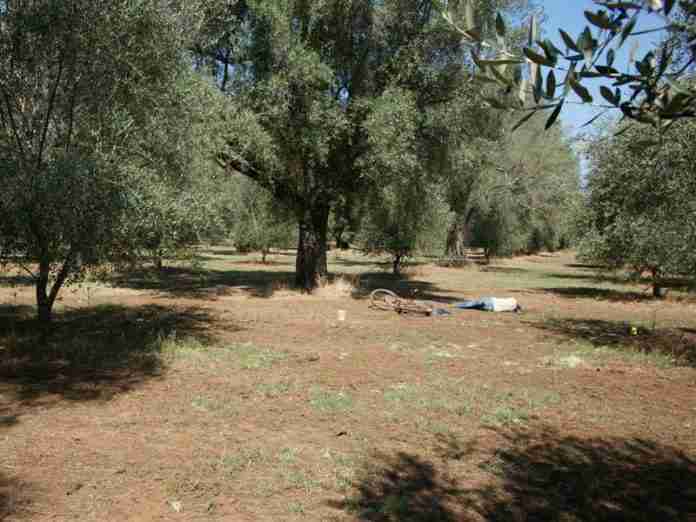 omicidio Gheorghe Cabaret