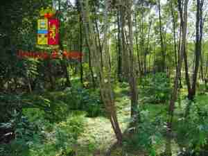 piantagione marrella