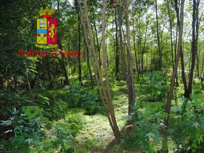 piantagione marrella