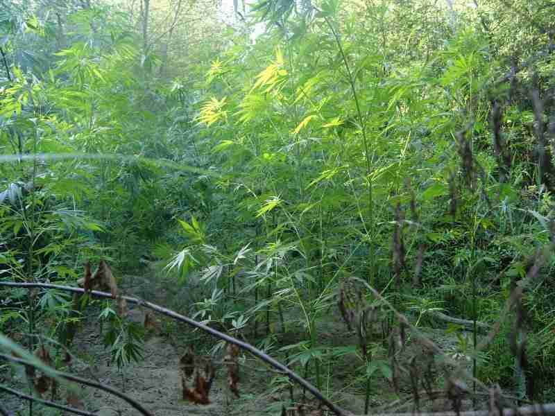 Castellace: scoperta una piantagione di canapa indiana