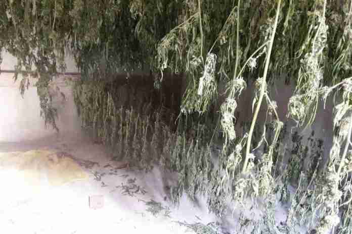 Marijuana in essiccazione