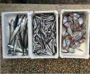 il pesce sequestrato