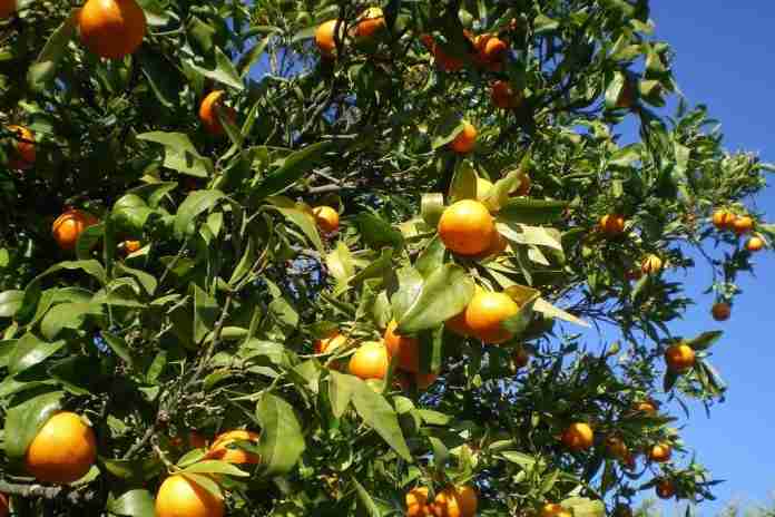 Giardino-di-mandarini