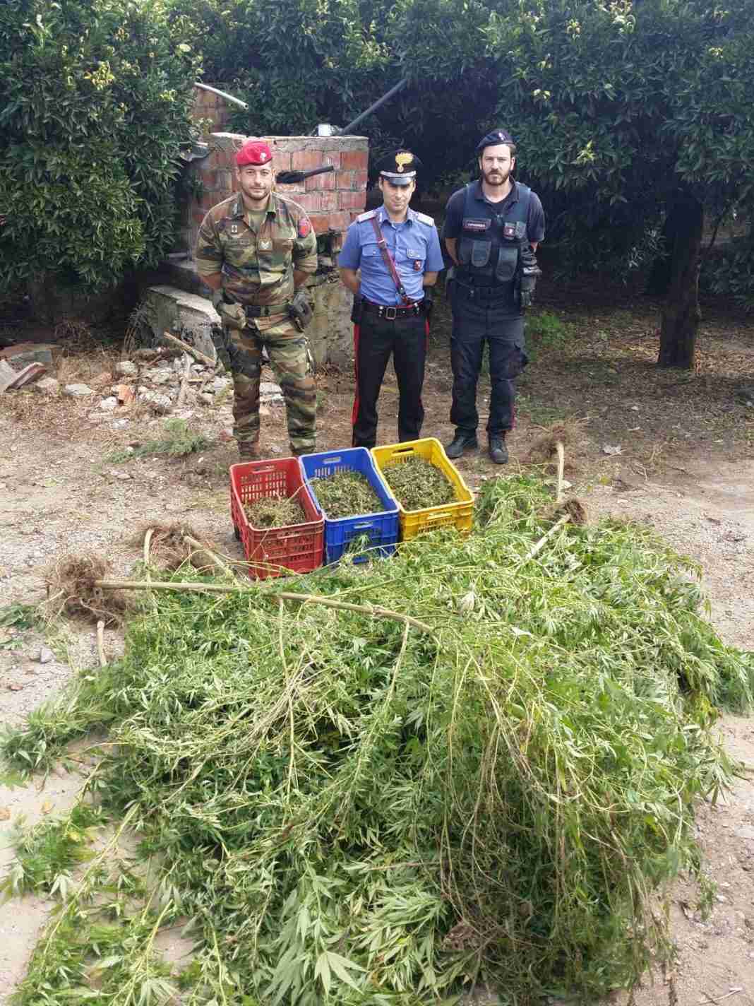 Scoperta a Rosarno una piantagione di canapa. Due persone ai domiciliari