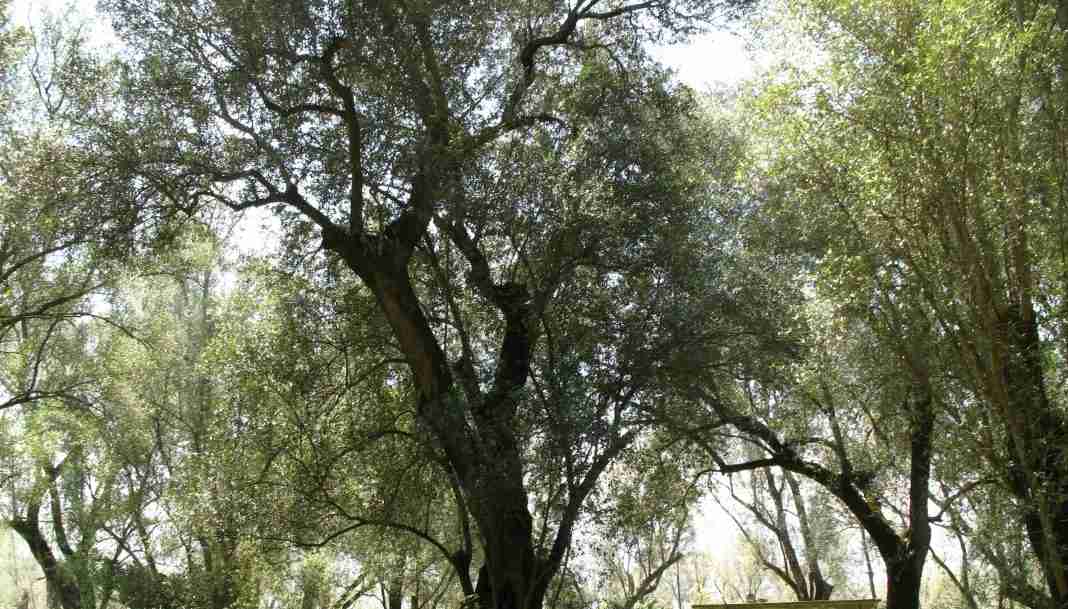 Olio della Piana: l’intervento di Pino Sciarrone