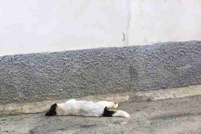 uno dei cani avvelenati a Rizziconi