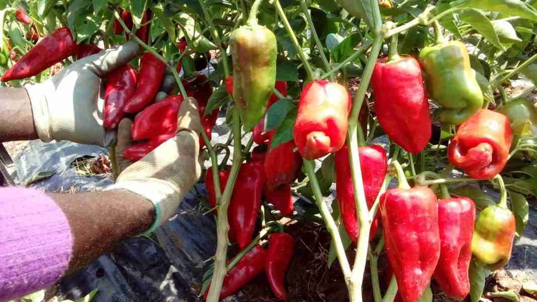 Agricoltura etica, l’esempio di Mani e terra