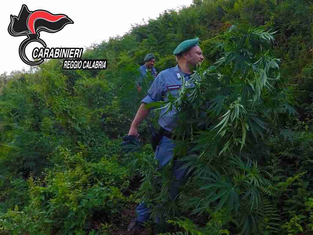 La piantagione a Santa Cristina d'Aspromonte