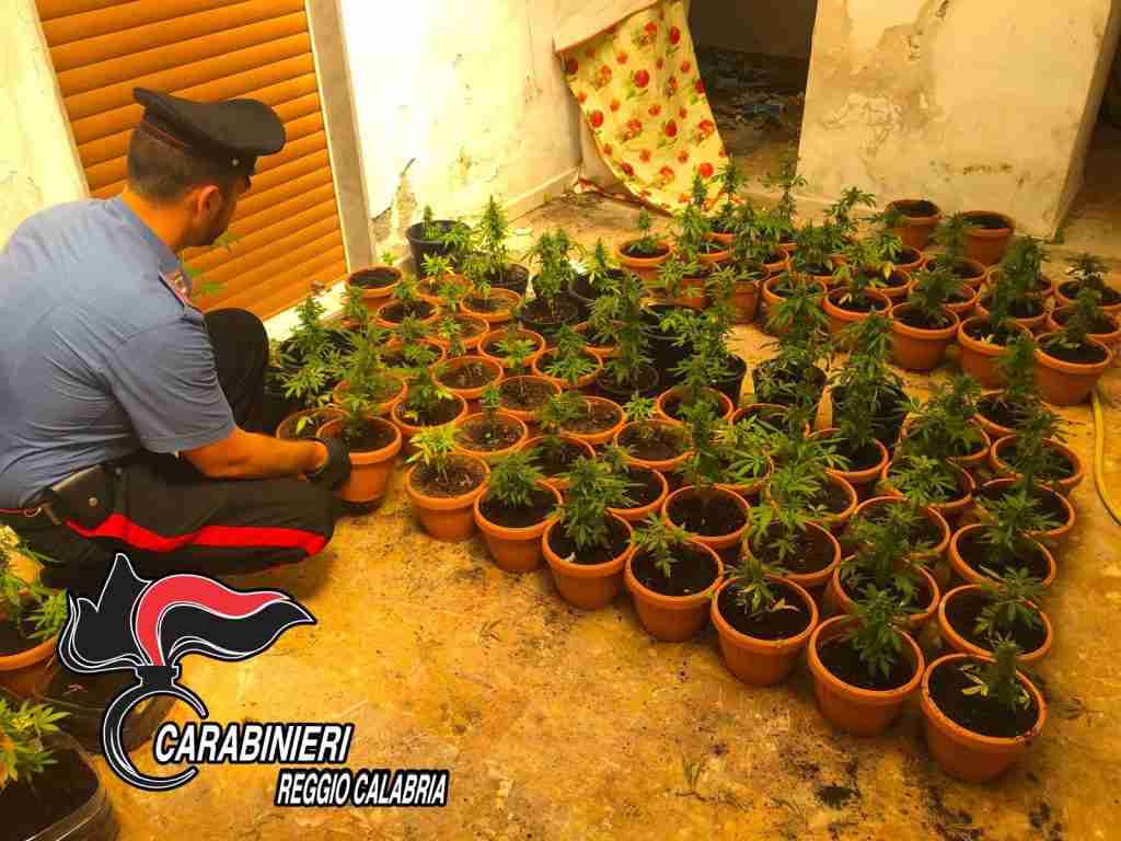 le piantine sequestrate