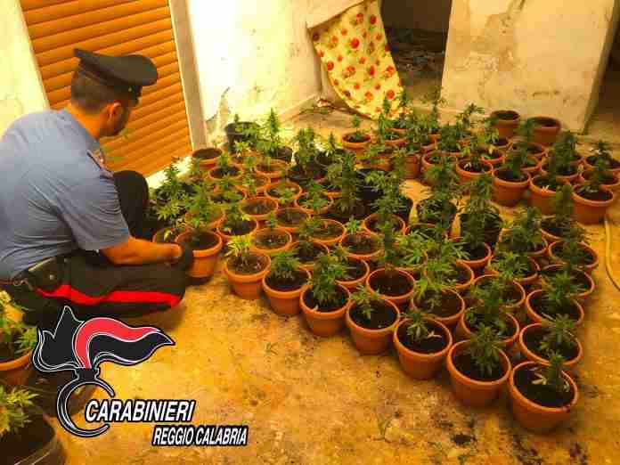 le piantine sequestrate le piantine sequestrate