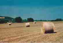 Guerra in Medio Oriente, Coldiretti Calabria: “Rischio nuovo shock energetico. Costi in aumento per agricoltura e famiglie”