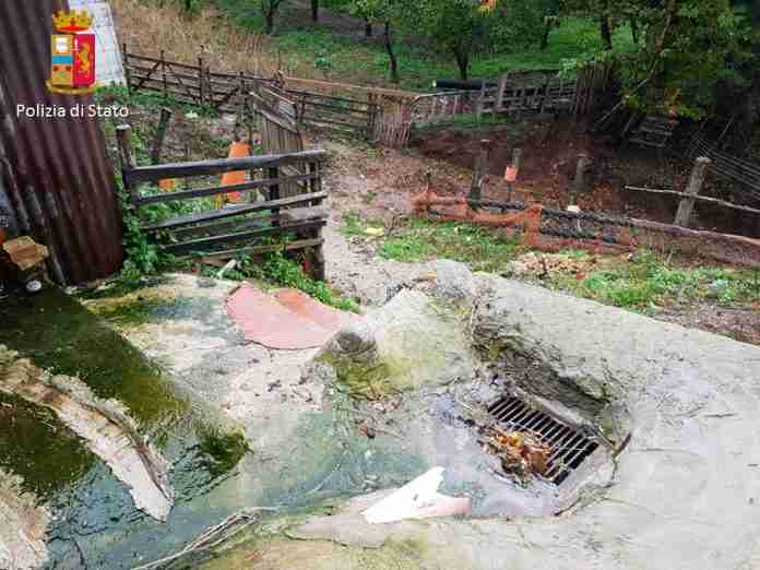 allevamento polistena