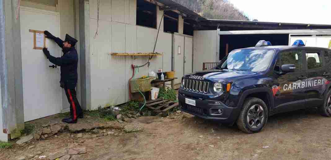 Allevamento irregolare: denunciate due persone a Cinquefrondi