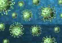 Hantavirus, Regione Calabria: “Situazione sotto controllo, attivate tutte le procedure di sorveglianza”