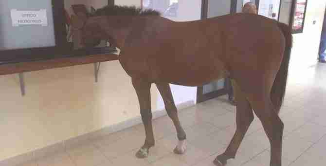 2020_cavallo-comune-gioia-tauro