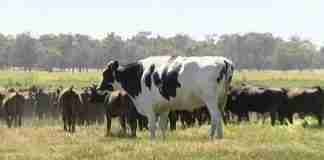 San Calogero, allevatore muore schiacciato da una mucca