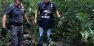 Produzione e spaccio di marijuana: 16 misure cautelari nella Piana