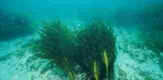 Trovata un’alga cinese nel porto di Gioia Tauro: primo caso nel Mediterraneo