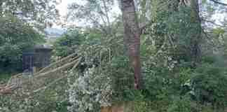Ragazzo muore schiacciato da un albero: tragedia a Melia di Scilla