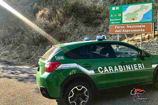 CACCIAVANO ILLEGALMENTE ESEMPLARI DI GHIRO. I CARABINIERI FORESTALI DEFERISCONO DUE SOGGETTI ALL’AUTORITÀ GIUDIZIARIA.