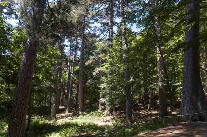 i-giganti-della-sila_46374-1