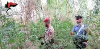 Controlli dei Carabinieri nella Piana: trovate mille piantine di marijuana
