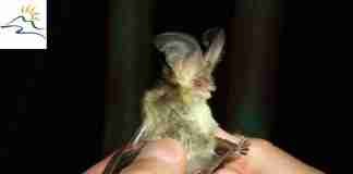 Al via nel Parco d’Aspromonte il progetto di tutela dei pipistrelli