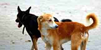 San Ferdinando, venti cani in pessime condizioni nella baraccopoli. Volontaria lancia raccolta fondi per spese veterinari