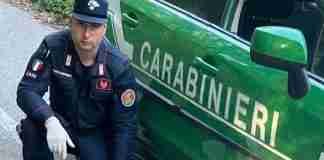 San Giorgio Morgeto, i Carabinieri forestali salvano cinque cuccioli di cane