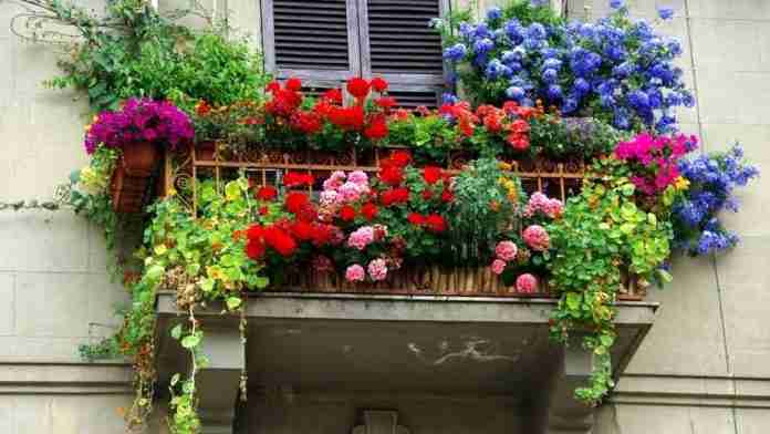 balcone fiore-2