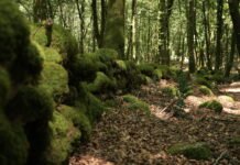 San Luca (RC), concluso con successo il soccorso di 18 escursionisti nel Parco Nazionale dell’Aspromonte