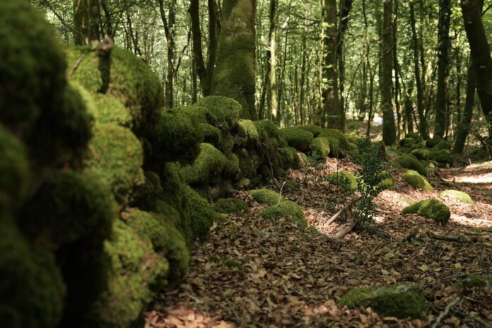 Aspromonte_AnticheMuraRomane (20)