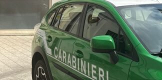 Numerosi reati ambientali contestati dai carabinieri forestali nel territorio del Parco nazionale d’Aspromonte