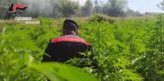 S. Pietro di Caridà, i carabinieri scoprono quattro piantagioni di marijuana – VIDEO