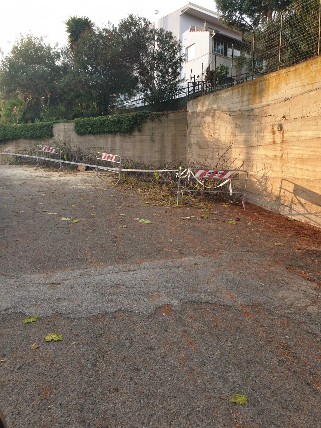 Crollo albero alla Cooperativa Oriente, la nota del consigliere Spampinato