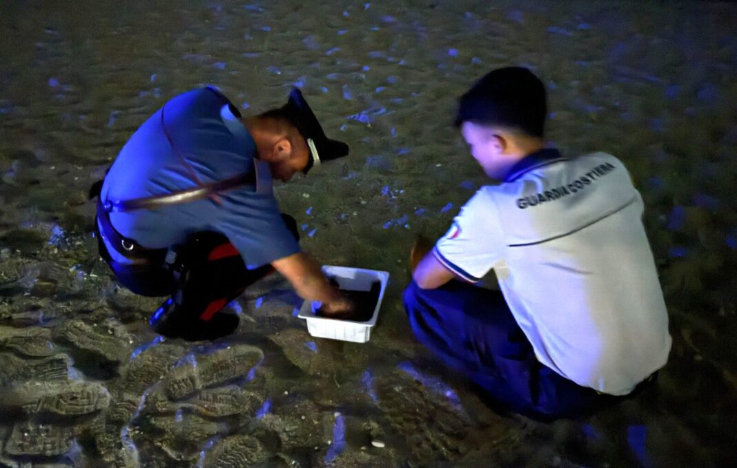 Alla Tonnara di Palmi la schiusa delle tartarughe: sono nati 59 esemplari di Caretta Caretta