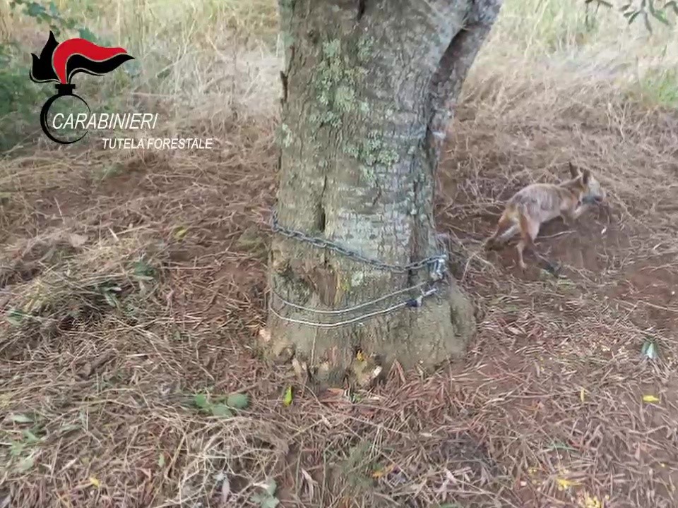 Volpe intrappolata a Campo Calabro: salvata dai Carabinieri Forestali