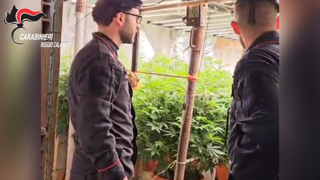Bunker sotterraneo trasformato in serra di marijuana scoperto a Platì