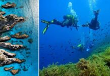 Parchi marini, la Calabria apre la nuova fase: dal 2026 parte la pianificazione integrata