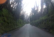 Strada tra Cirello e Quarantano, allarme sicurezza: rami pericolanti minacciano gli automobilisti