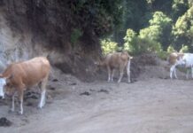 Pascolo abusivo nel Parco d’Aspromonte, denunciati i responsabili: animali lasciati incustoditi lungo le strade