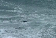 Cadavere avvistato in mare a Tropea: indagini in corso