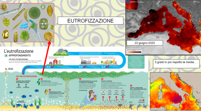 Eutrofizzazione