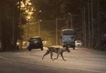 Palmi, cane investito sulla SS18: salvato grazie alla Polizia Locale. Ma un ritardo burocratico blocca il servizio di trasporto dei randagi