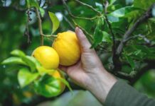 Prosegue l’iter europeo dell’IGP del Bergamotto di Reggio Calabria.Il TAR non sospende il provvedimento approvato e fissa l’udienza di merito definitiva a settembre