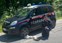 Cinque cuccioli salvati dai Carabinieri Forestali nel cuore dell’Aspromonte