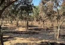 Incendi alla Cooperativa Valle del Marro-Libera Terra. SPI CGIL e CGIL Area Metropolitana di Reggio Calabria: “La mafia non fermerà il riscatto del nostro territorio”