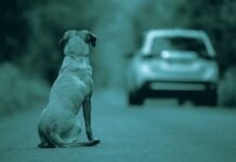 Polizia di Stato: nuovo spot contro l’abbandono degli animali durante il periodo estivo.