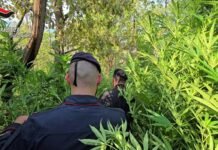 Rosarno, scoperta maxi‑piantagione di marijuana: tre arresti in flagranza